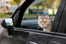 5 Langkah Jitu agar Kucing Merasa Lebih Nyaman Naik Mobil