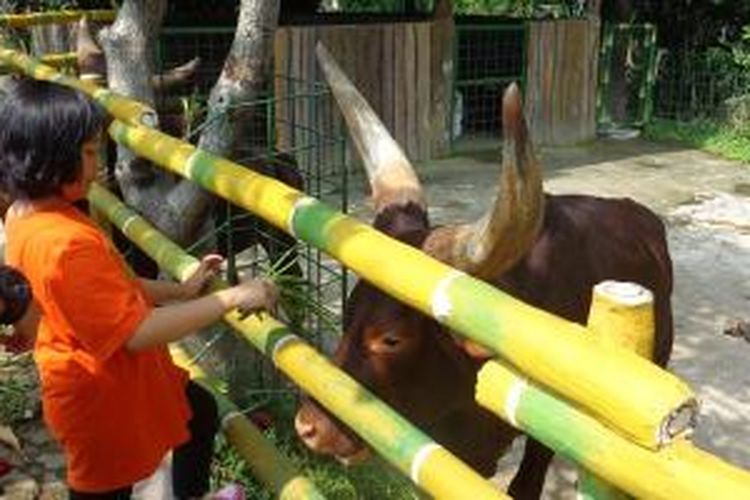  Memberi makan watusi, sapi Afrika yang mempunyai tanduk panjang di Royal Safari Garden (RSG) Resort & Convention, Cisarua, Bogor, Jawa Barat, Sabtu (15/3/2014).