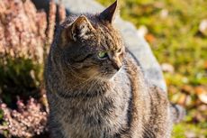 Kucing Liar Memangsa Anak Buaya yang Hampir Punah di Kuba