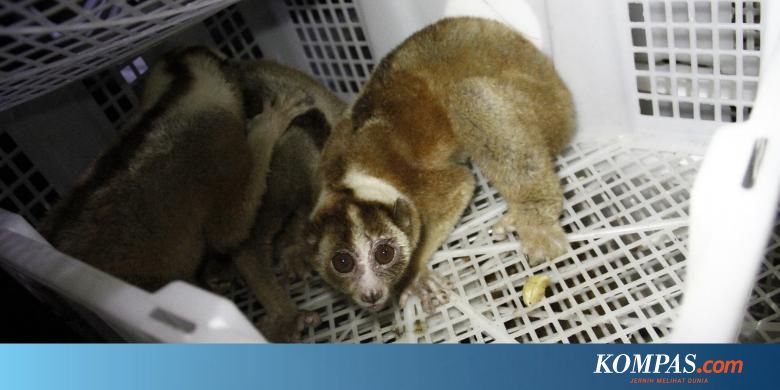 Lipi Kukang Berubah Perilaku Saat Gerhana Matahari