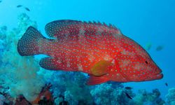 Tambang Ancam Ekosistem Kerapu dan Ketahanan Pangan di Raja Ampat