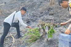 Kebakaran Hutan di Bukit Dekat Sirkuit Mandalika Berhasil Dipadamkan