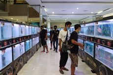Uniknya Kontes Ikan Louhan di Mall Sentraland Semarang