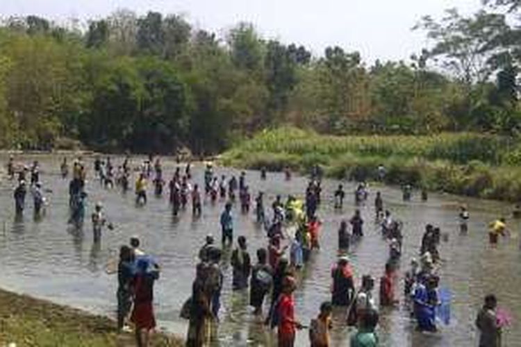 Ratusan orang di Grobogan, Jawa Tengah, berebut ikan di Sungai Tuntang dalam tradisi Tubo, Senin (31/10/2016).