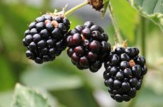 9 Manfaat Buah Blackberry untuk Kesehatan, Dapat Mencegah Pikun