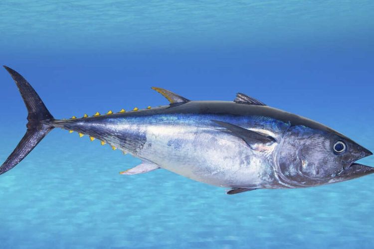 Ilustrasi Ikan Tuna