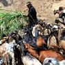 Pemkot Depok Catat 10.526 Hewan Kurban Disembelih di Wilayahnya Saat Idul Adha Tahun Ini