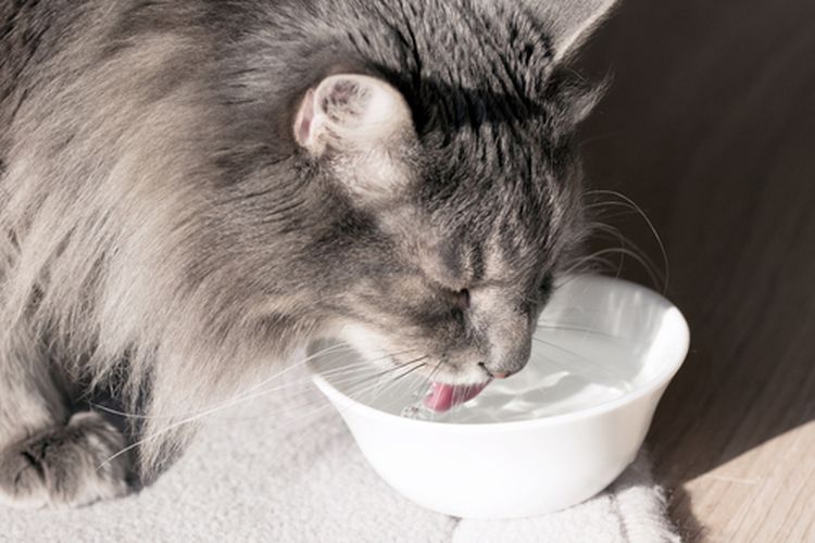 Ilustrasi kucing minum air