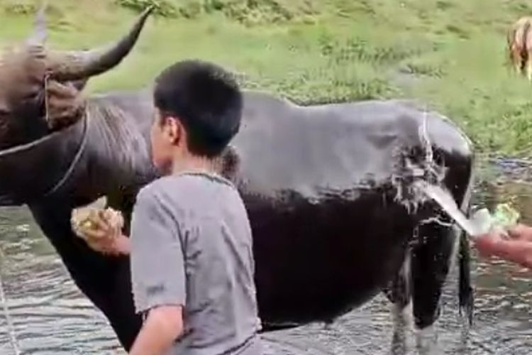 Strategi Pedagang Sapi di Palopo Tarik Pembeli: Rutin Mandikan Ternak hingga Bersih Mengkilap