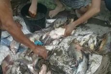 Air Sungai Serayu Mengandung Amoniak Tinggi Sebabkan Ribuan Ikan Mati