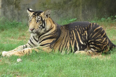 Unik, Harimau India Ini Punya Corak Loreng Hitam yang Penuhi Tubuhnya