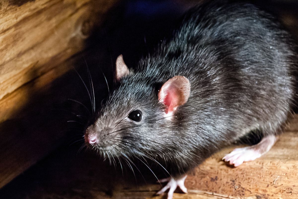 Ilustrasi tikus, serangan tikus merajalela di Queensland dan New South Wales, Australia. Ribuan tikus bermunculan diduga karena panen gandum.