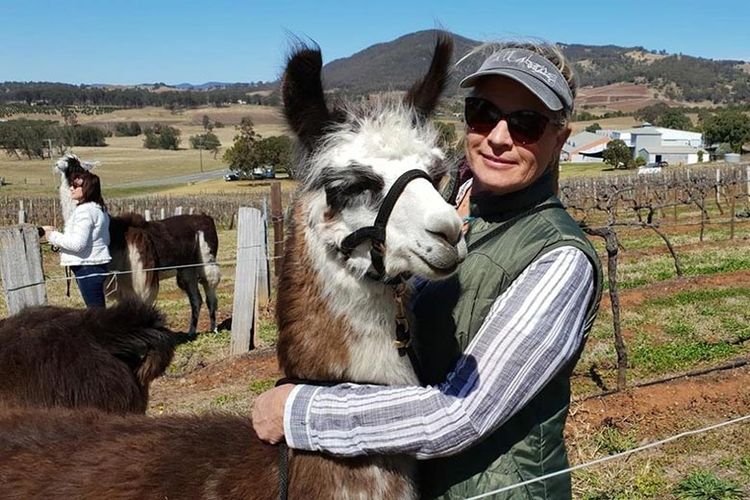 Jalan-jalan di kebun anggur bersama ilama. 

