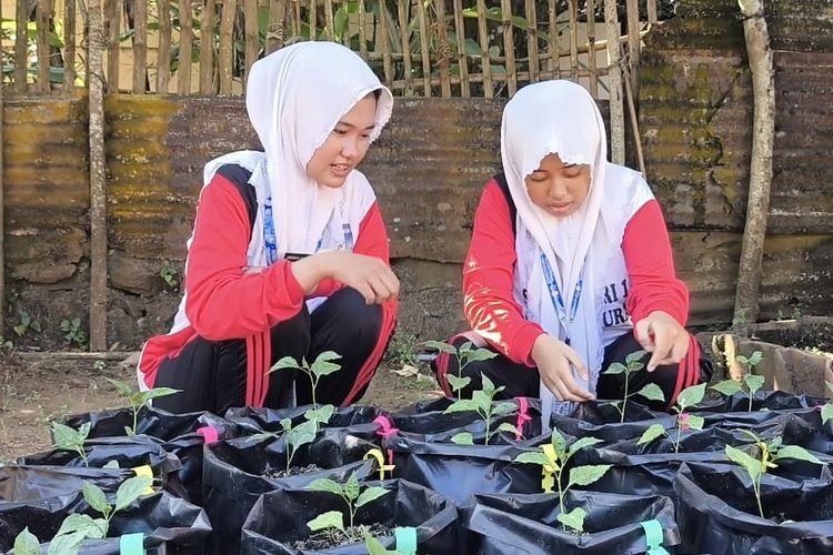 Siswi di Pulau Bawean Gresik Sulap Limbah Jeroan Ikan Jadi Pupuk Organik Cair