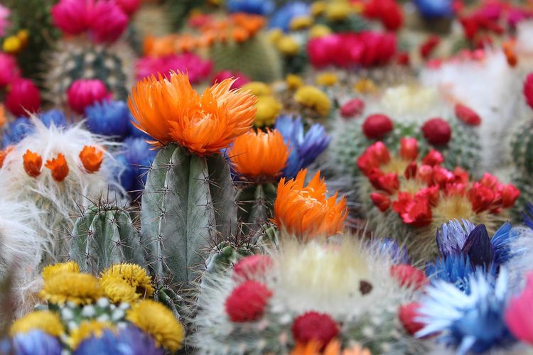 Ilustrasi bunga kaktus. 