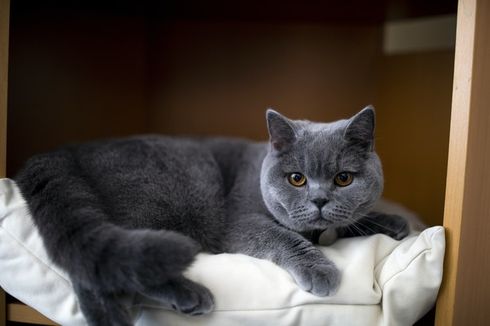 Mengenal Kucing British Shorthair yang Dipelihara Gisella Anastasia