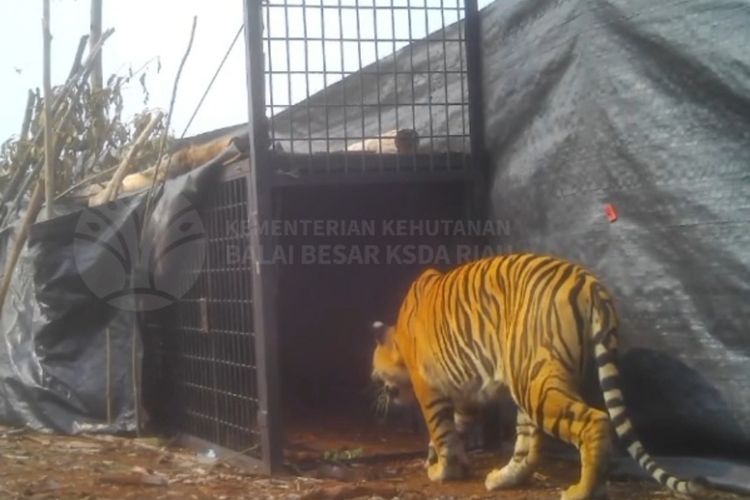 Harimau yang Diduga Terkam Manusia di Riau Ditangkap, Dirawat di Kebun Binatang