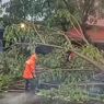 Ada 7 Pohon Tumbang di Gresik Jatim Akibat Hujan Deras Disertai Angin Kencang