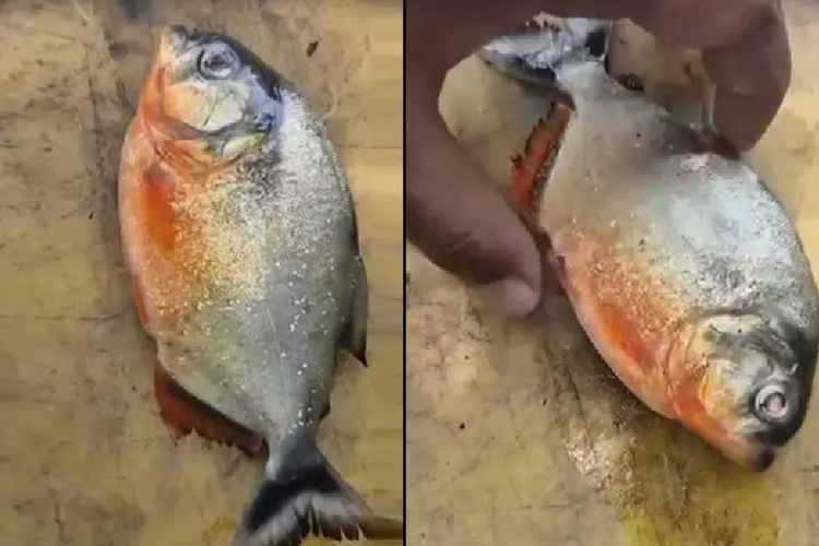 Misteri Piranha di Bendungan Malaysia, Warga Khawatirkan Serangan pada Anak-anak