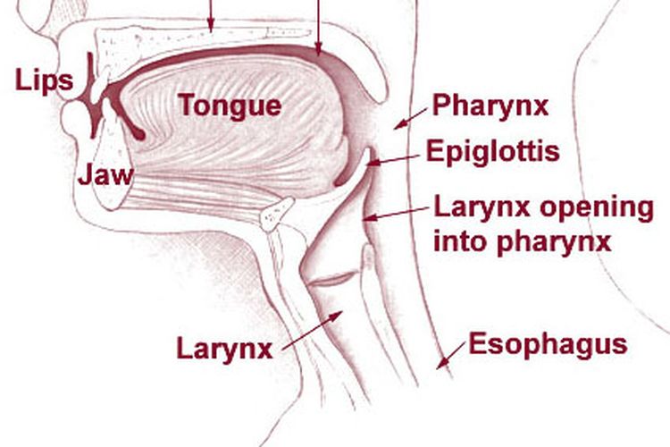 Struktur epiglotis, esofagus, dan laring