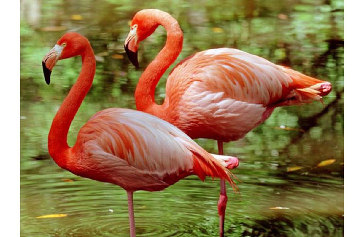 Flamingo yang berdiri dengan satu kaki