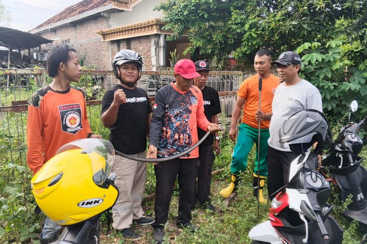 TANGKAP ULAR KOBRA—Tim Exalos Regional Madiun berhasil menangkap seekor ular kobra di gudang bangunan yang menyimpan genting di Desa Klitik, Kecamatan Wonoasri, Kabupaten Madiun, Jawa Timur, Selasa (9/12/2025).