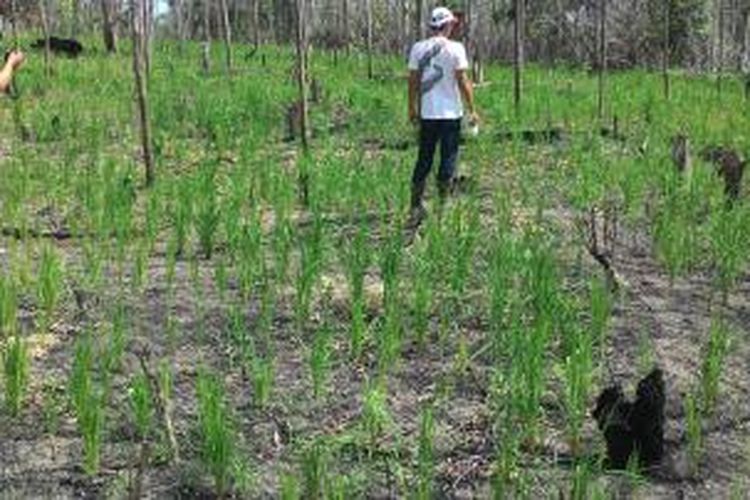 Hamparan padi gunung tumbuh di lahan rehabilitasi orangutan yang bekas terbakar. Di bagian lain bisa ditemui  hampar pohon pisang bahkan pohon karet