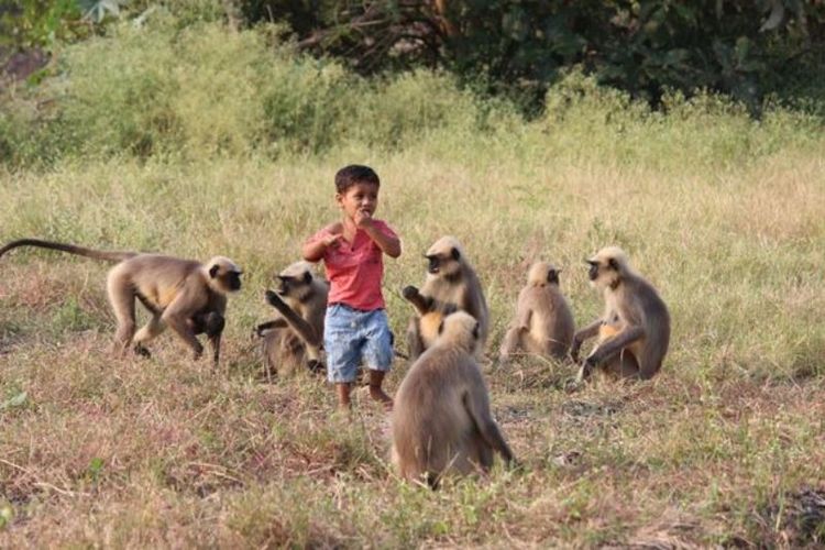 Samarth Bangari, bocah berusia dua tahun yang berasal dari desa Allapur India, ketika bermain bersama sekumpulan Monyet Vervet.