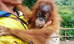 Mengenal Orangutan Tapanuli, Kerabat Dekat Manusia