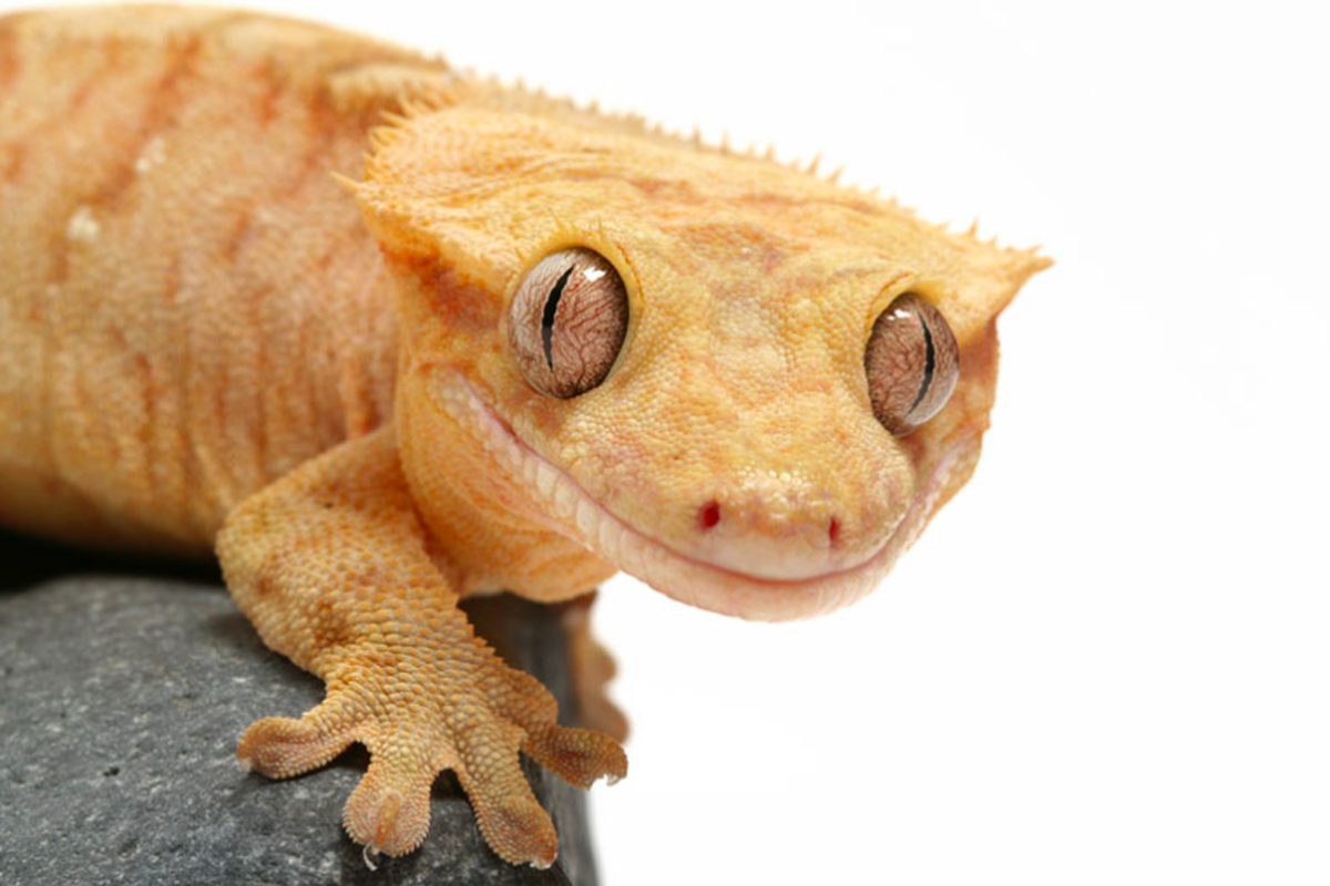 Ilustrasi gecko atau tokek
