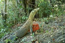 Jalan-jalan ke Desa Nanga Mbaur NTT, Bisa Lihat Komodo Pota