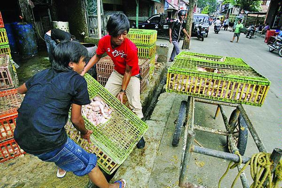Pekerja mengangkat ayam potong di perkampungan Kemandoran, Kelurahan Grogol Utara, Kecamatan Kebayoran Lama, Jakarta Selatan, Rabu (26/3). Pemerintah Provinsi DKI Jakarta akan memusatkan rumah pemotongan hewan (RPH) dan unggas menjadi lima tempat saja pada tahun 2010.  