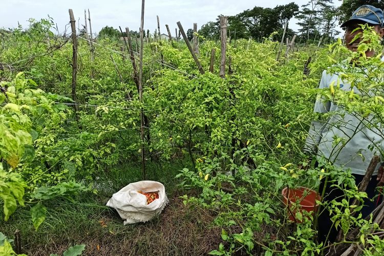 Barang bukti cabe milik Sumarji (53) warga Desa Kayen Kidul, Kabupaten Kediri, Jawa Timur,  sempat dicuri