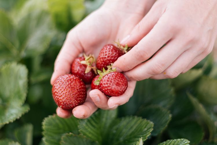 Ilustrasi stroberi, panen strawberry.