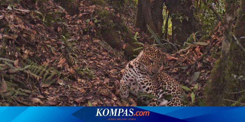 Antisipasi Serangan Macan Warga Pasang Jaring