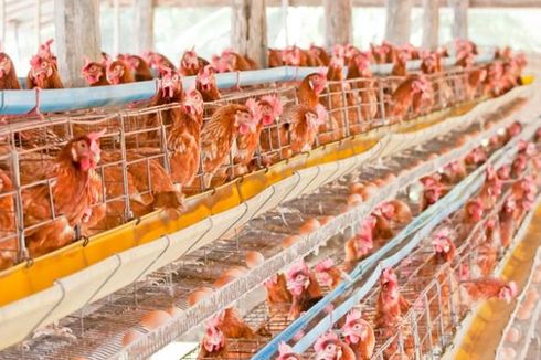 Peternak Ayam Ciamis Usul Dibuka Kawasan Perunggasan di Lahan Tidur