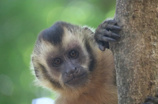 Cari Makanan di Bawah Tanah, Monyet Capuchin Pakai Batu dan Tongkat 