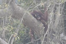 Selain Manusia, Orangutan juga Terkena ISPA Gara-gara Karhutla