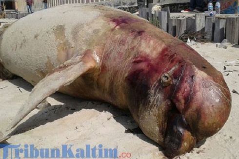 Pesut Mati Terdampar di Teluk Balikpapan Diduga akibat Tumpahan Minyak