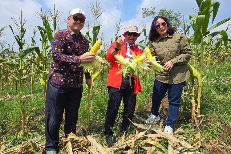 Dari Tanah Sengketa Jadi Kebun Jagung, Cara Bank Tanah Benahi 980 Hektar HGU di Cianjur