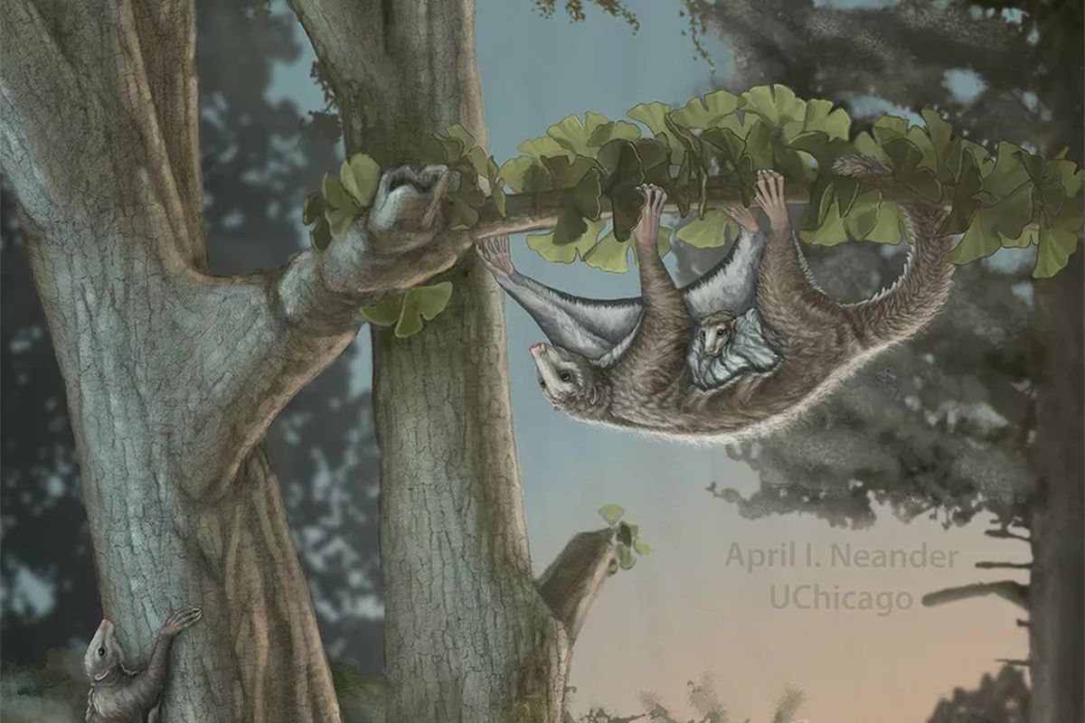 Sebuah ilustrasi menunjukkan bagaimana Maiopatagium furculiferum mungkin bergerak di antara pohon di era Jurasik.