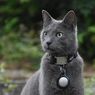 11 Warna dan Pola Bulu Kucing Paling Langka