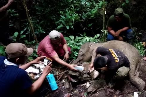 Diduga Mati Tersengat Listrik, Gajah Ditemukan Tinggal Kerangka