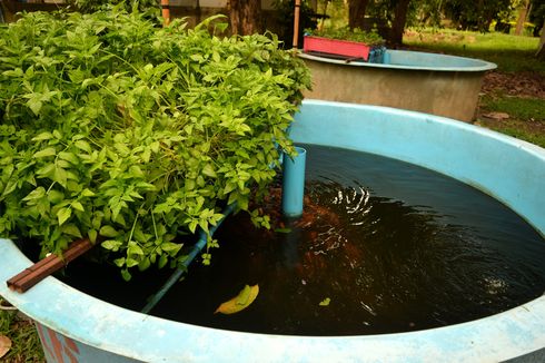 Aquaponik, Budidaya Ikan dan Tanaman Hidroponik di Lahan Terbatas