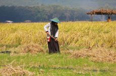 IPB Soroti Bias Gender di Sektor Pertanian: Perempuan Tani Masih Terpinggirkan