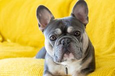 Catat, Ini 10 Perbedaan Anjing French Bulldog dan Boston Terrier