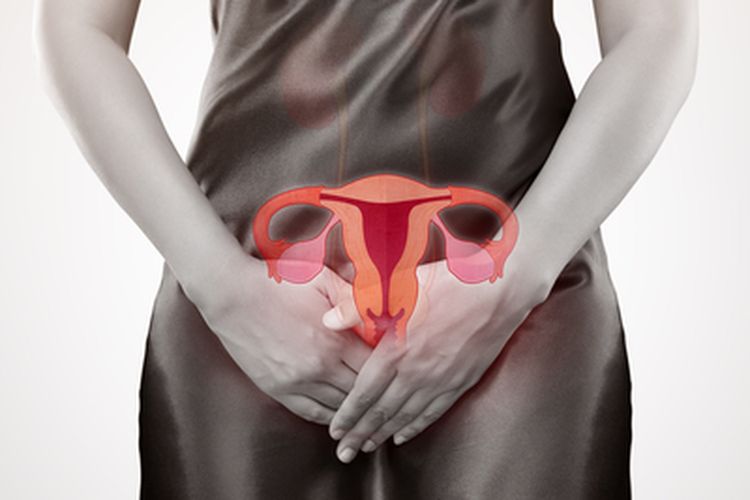Ilustrasi sistem reproduksi wanita, yang terdiri dari rahim (uterus), vagina, serviks, dan ovarium. Fibroid rahim dapat menyebabkan kemandulan dan komplikasi kehamilan. Meski, hampir selalu atau 99 persen kasusnya tidak berbahaya.