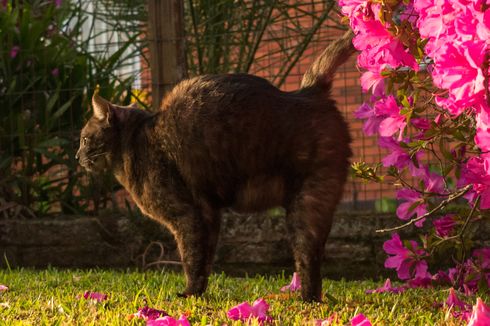 Cara Menangkal Kucing Liar Tak Buang Kotoran di Taman Rumah