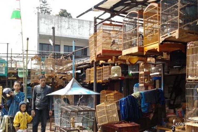 Suasa Pasar Burung Sukajaji Bandung. Pasar burung legend ini menjadi surga bagi kicaumania. 