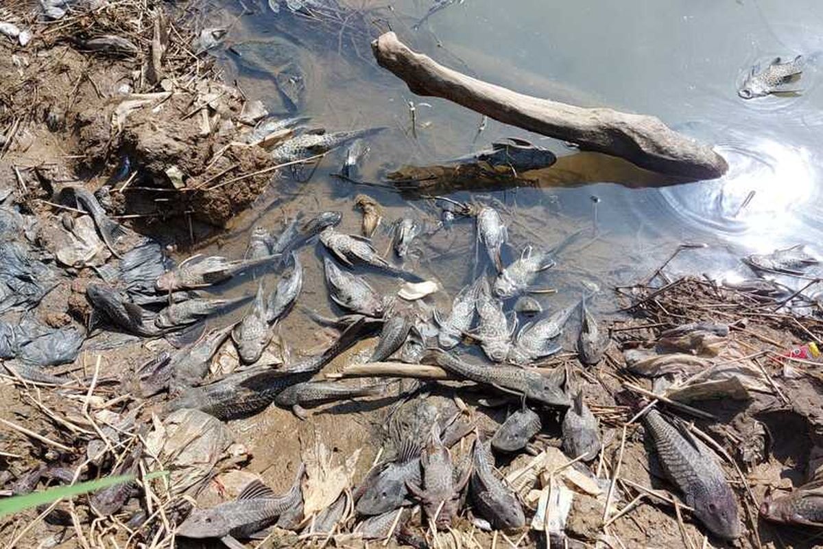 Ribuan ikan di aliran Sungai Cileungsi, Kabupaten Bogor, Jawa Barat, ditemukan mati sejak Kamis (6/4/2023).